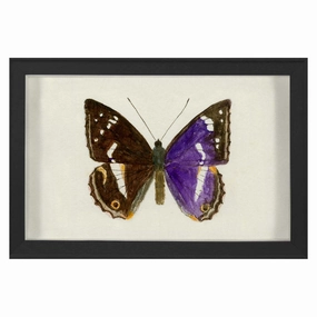 Hubbard Butterfly, Small: 1160nordic style wall decor