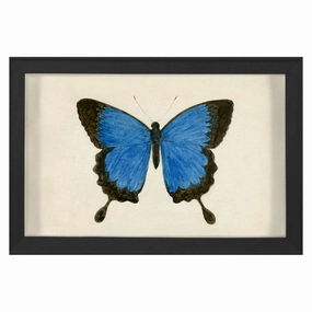 Hubbard Butterfly, Small: 181nordic style wall decor