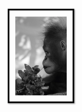 Hungry Monkey, Posterpop culture themed posters