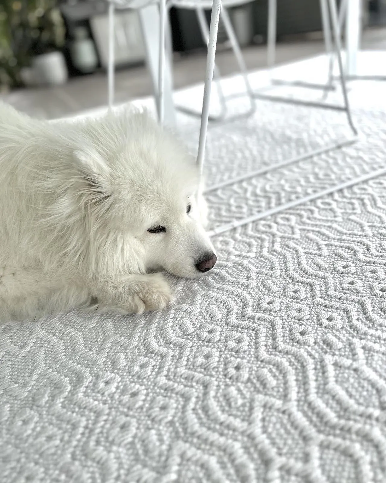 Ivy Ivory Indoor Outdoor PET Rug *NO RETURNS UNLESS FAULTY