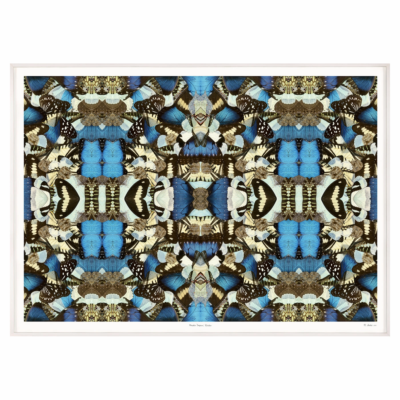 Morpho Emperor Peleidesnordic style wall decor