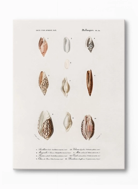 Nautical Jewels, Canvasindoor decorative canvas print
