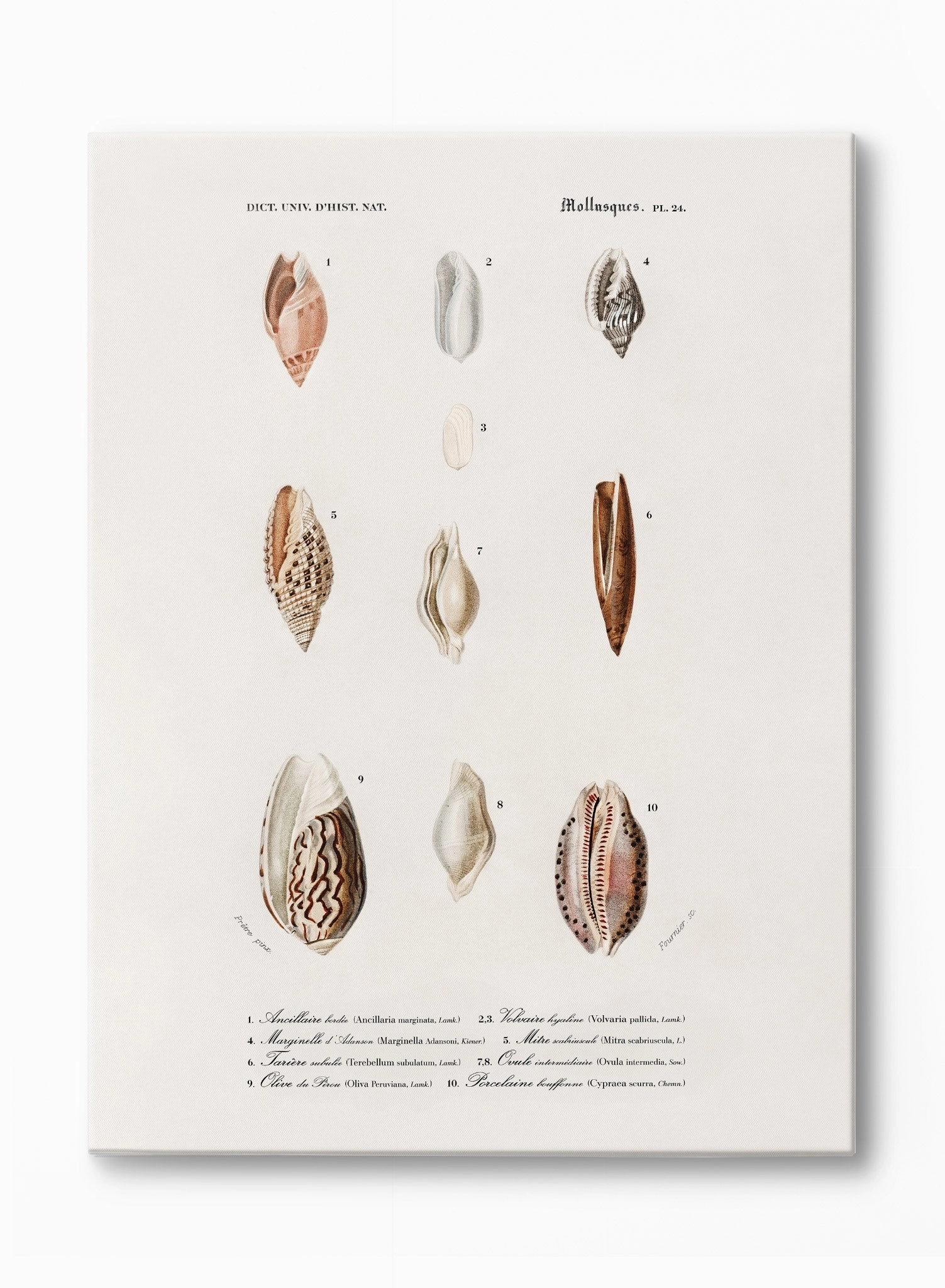 Nautical Jewels, Canvasindoor decorative canvas print
