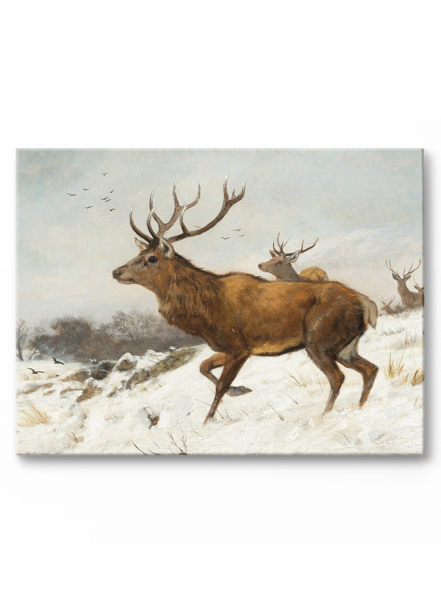 Oh Deer One, Canvasindoor decorative canvas print