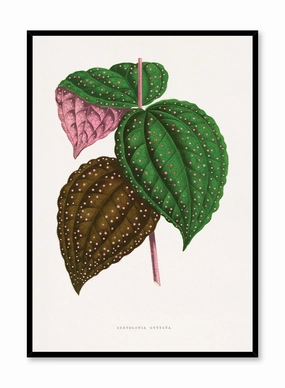 Pink Polka Dot Plant, Posterpop culture themed posters