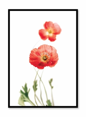 Poppies, Posterpop culture themed posters