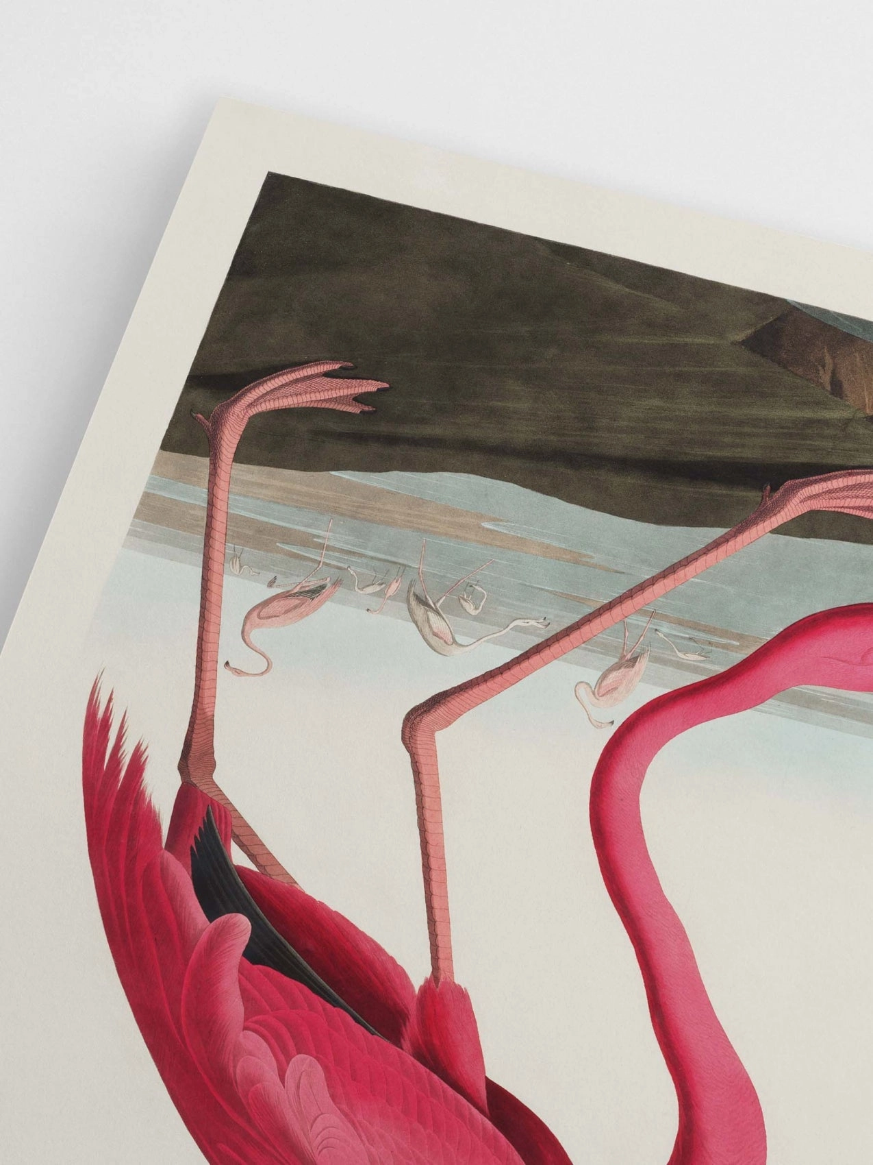 Poster Hub - American Flamingo