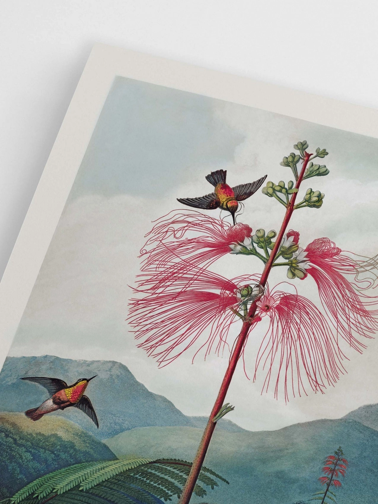 Poster Hub - Mimosa Grandiflora Poster