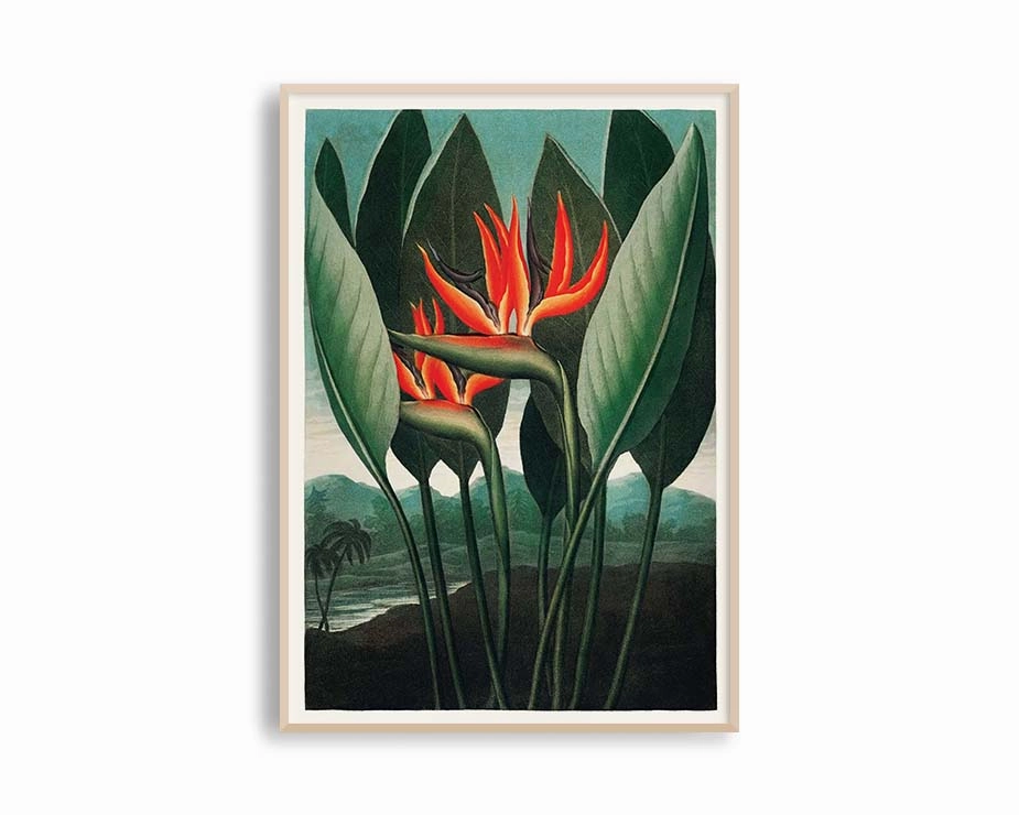 Poster Hub - The Queen Plant Poster