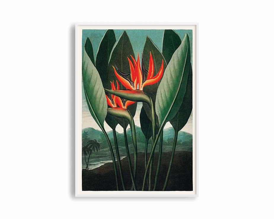 Poster Hub - The Queen Plant Poster