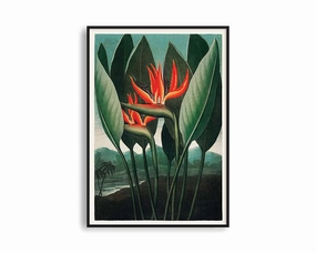 Poster Hub - The Queen Plant Posternordic style wall decor