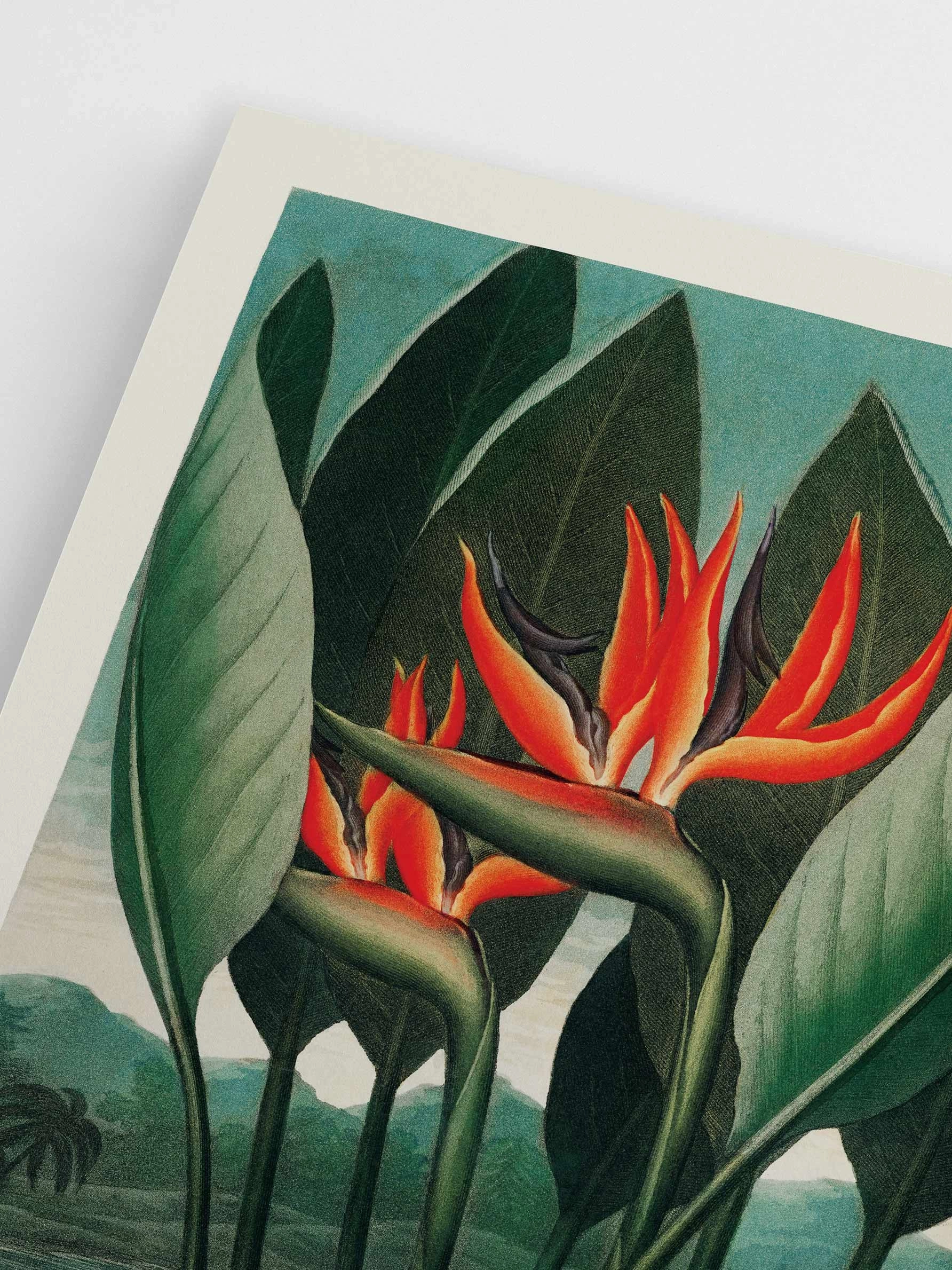 Poster Hub - The Queen Plant Poster
