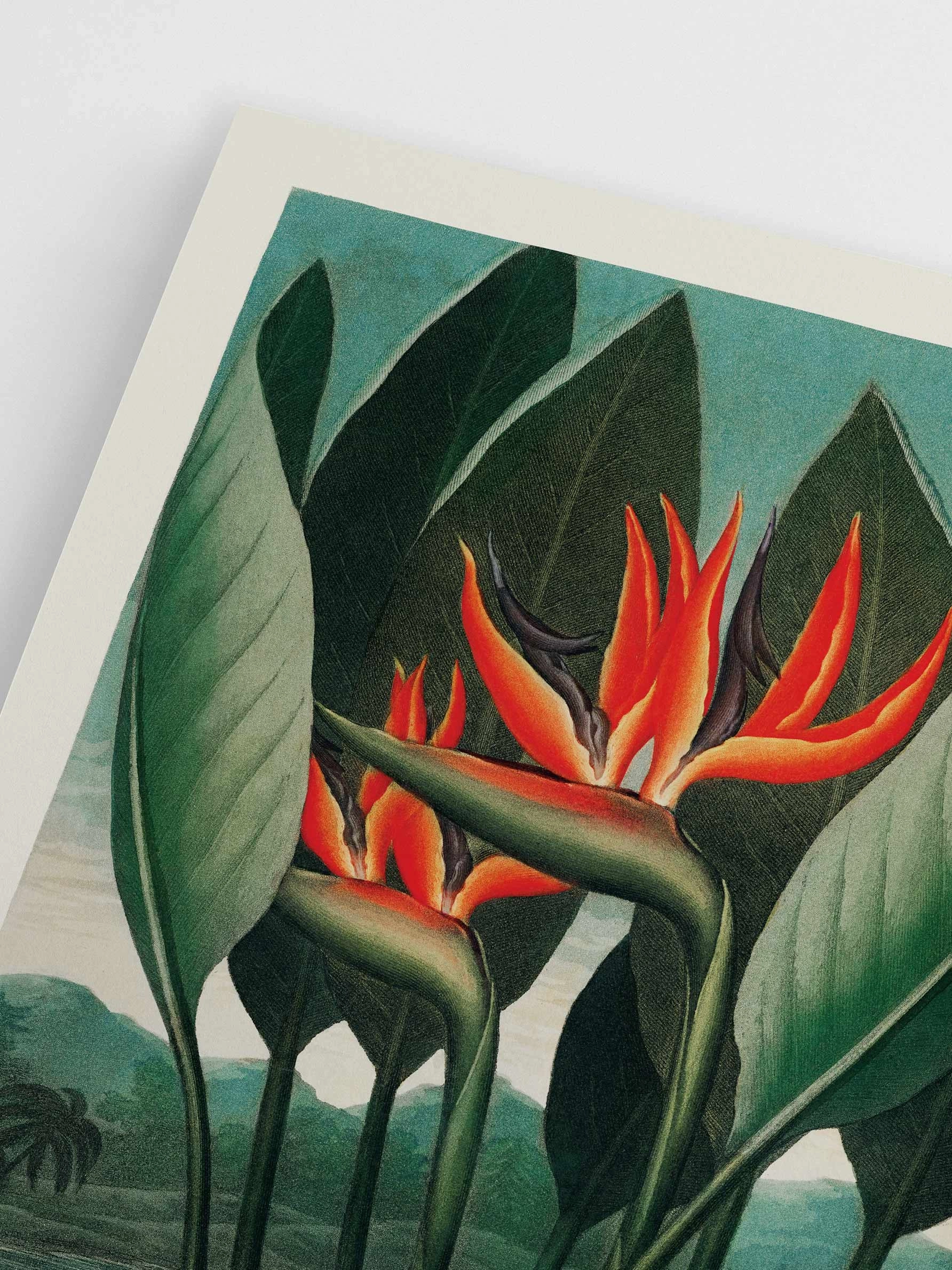 Poster Hub - The Queen Plant Poster