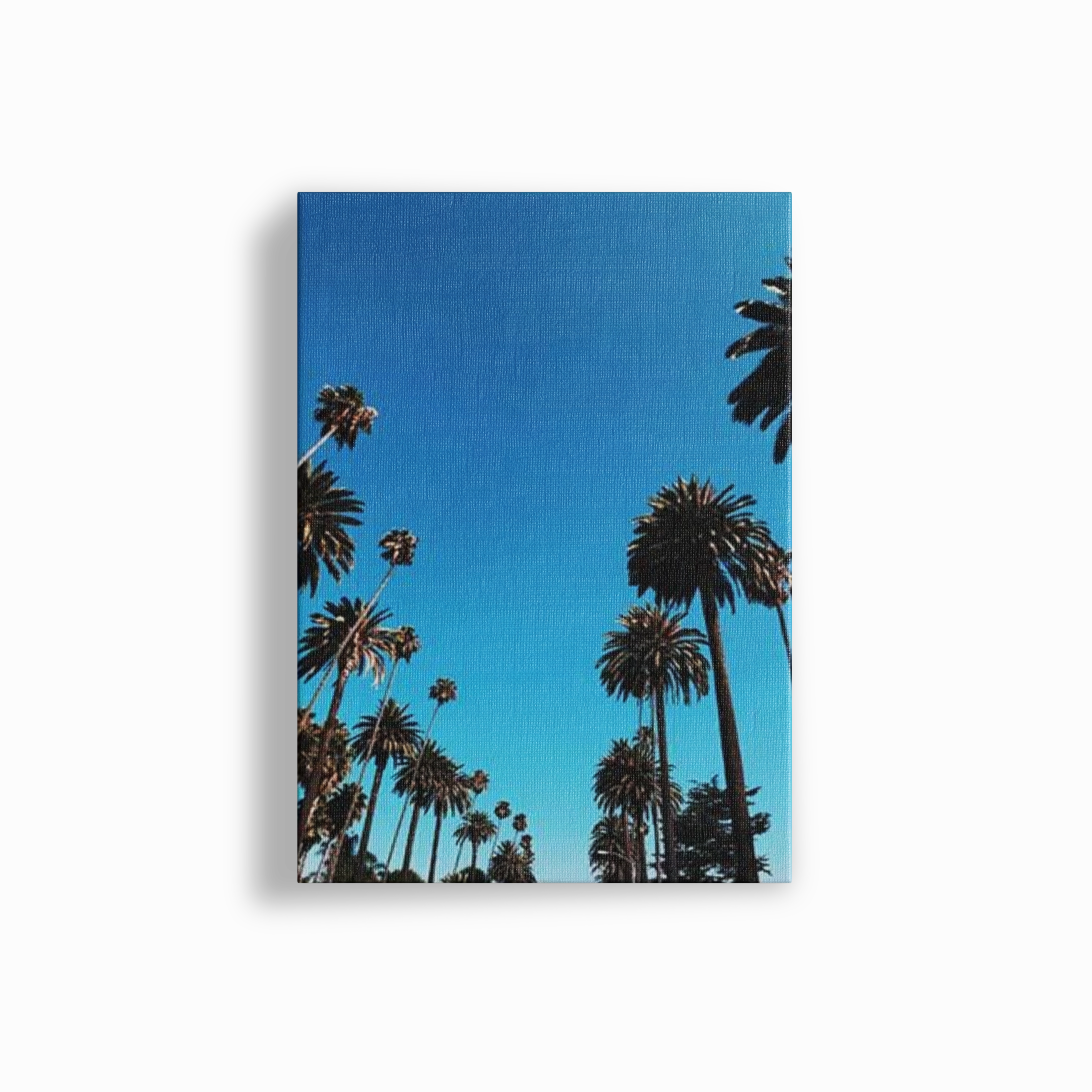 Seychelle Palms
