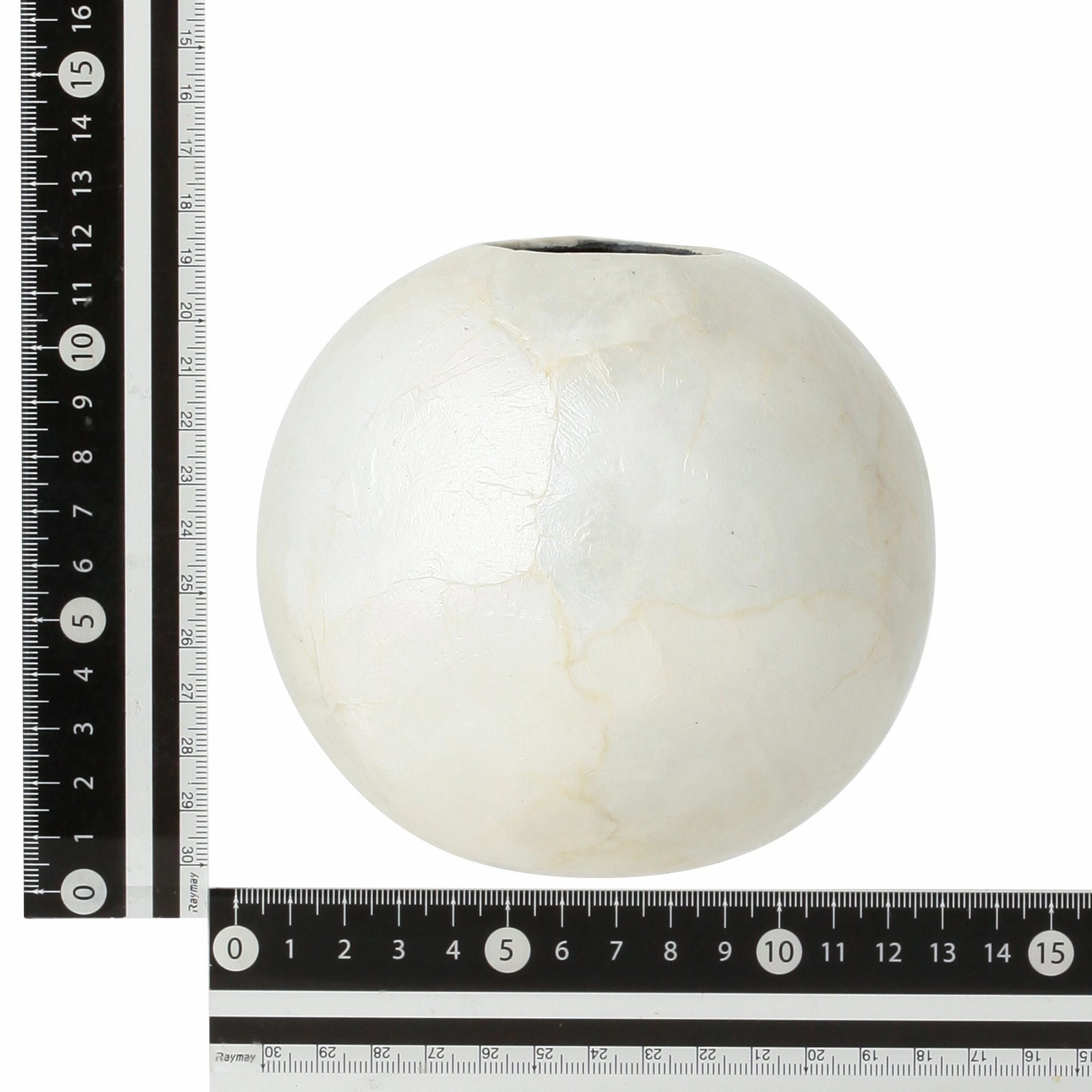Shell Flower Vase Small White