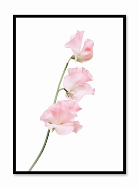 Silken Petals, Posterpop culture themed posters