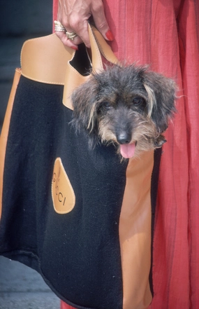 Slim Aarons Gucci Pooch Photographnordic style wall decor
