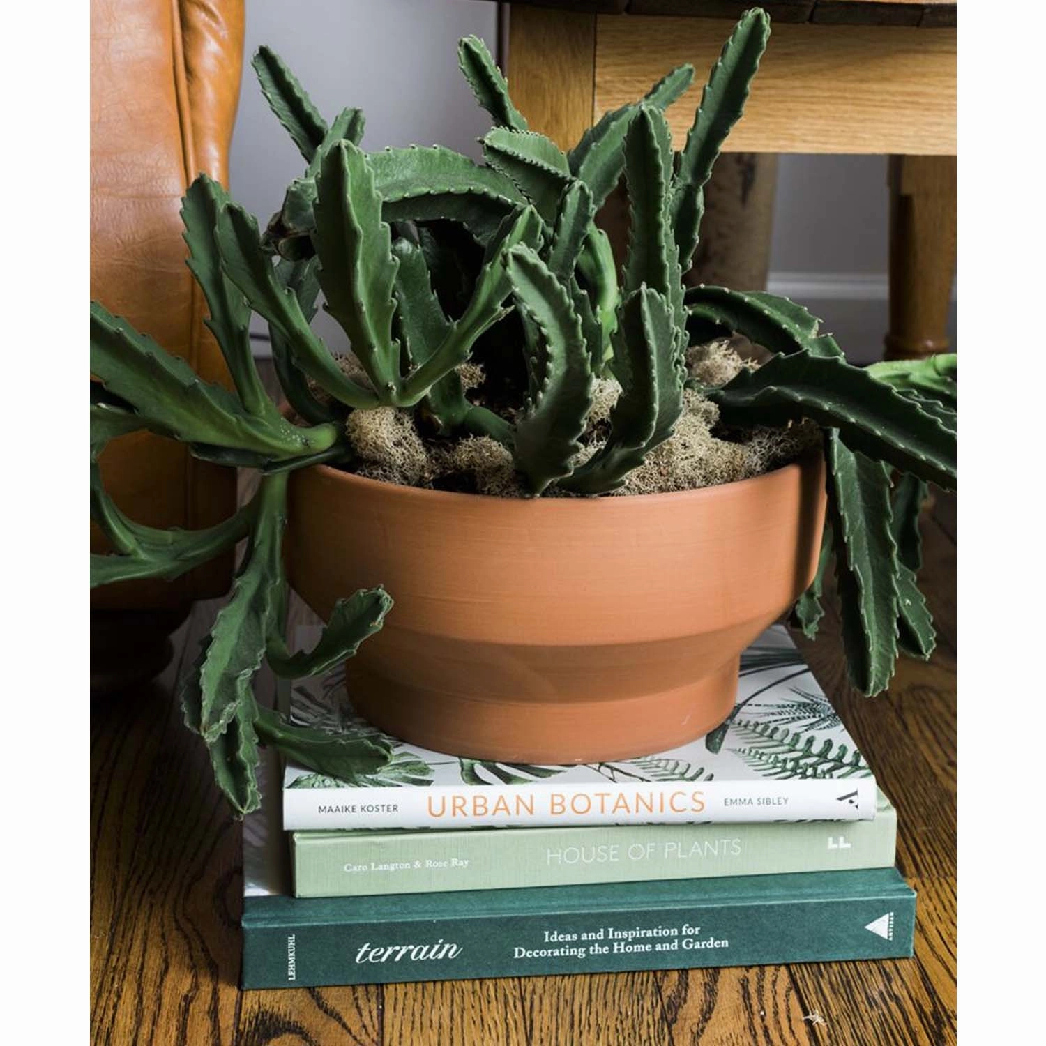 Terracotta Crescendo Plant - 10"
