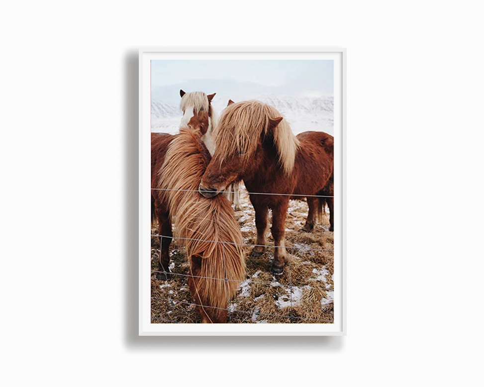 Winter Ponies Second Edition