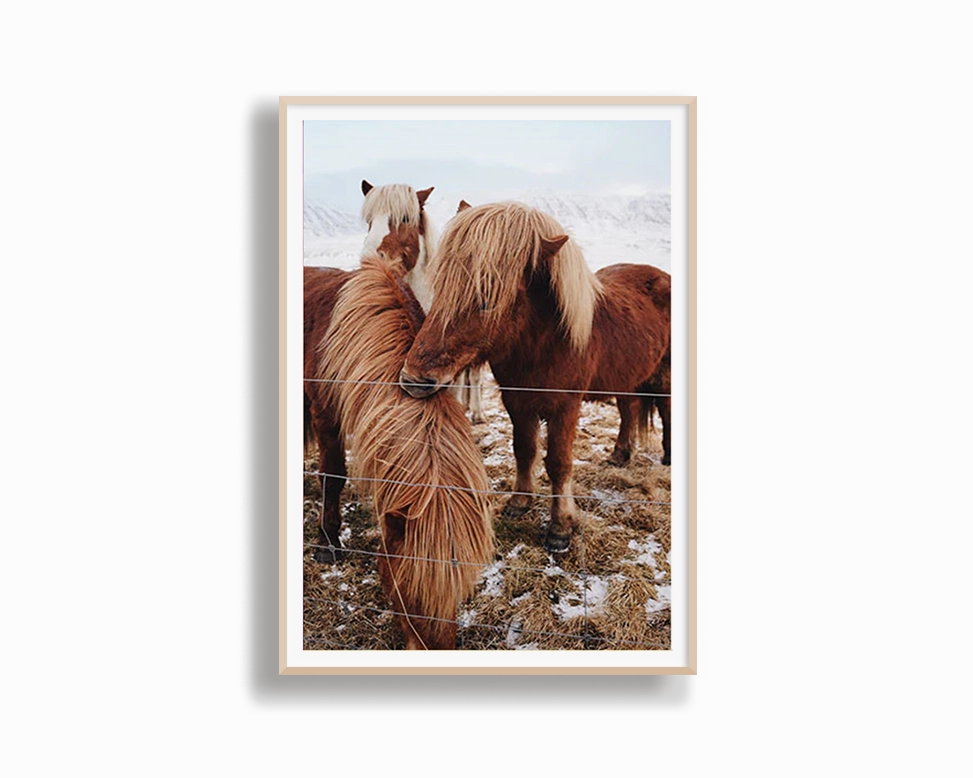 Winter Ponies Second Edition